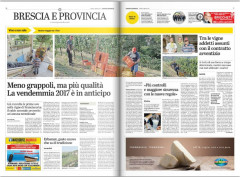 Vendemmia, 4.000 lavoratori impegnati in Franciacorta