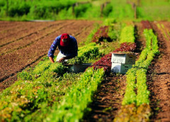 Voucher in agricoltura, un ritorno alla confusione che preoccupa
